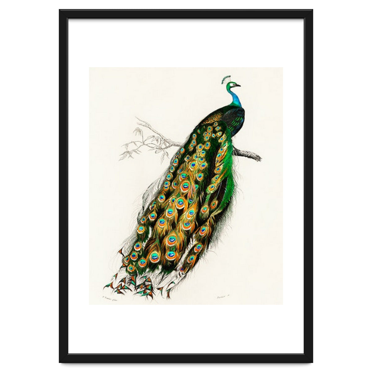 Indian peafowl illustrated
