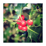 Holly berries  (Print Only) thumbnail