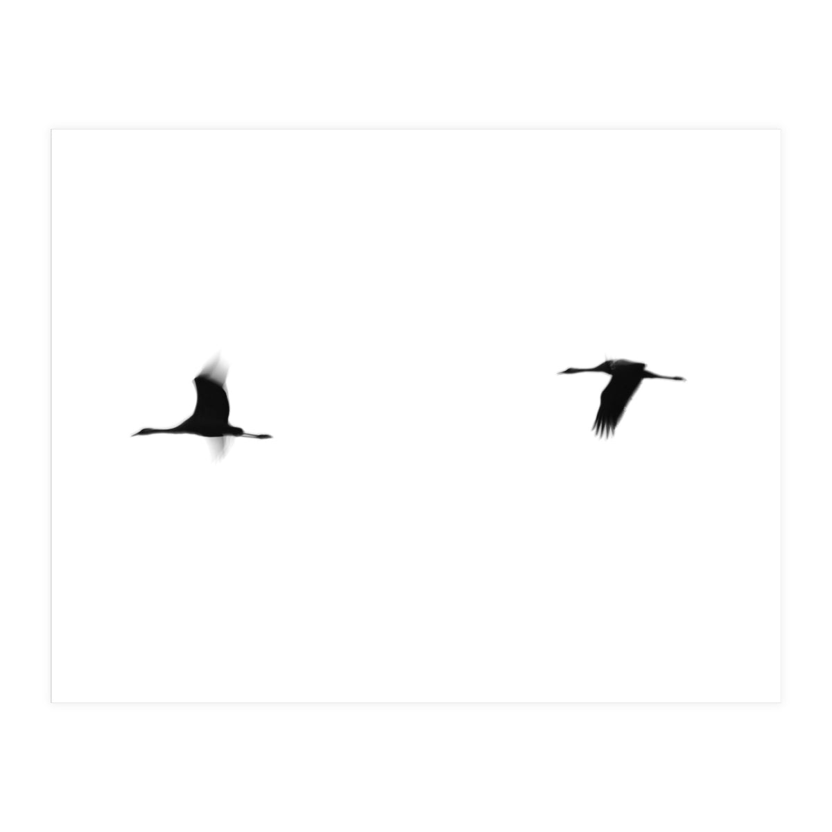 Crane(s) II (Print Only)