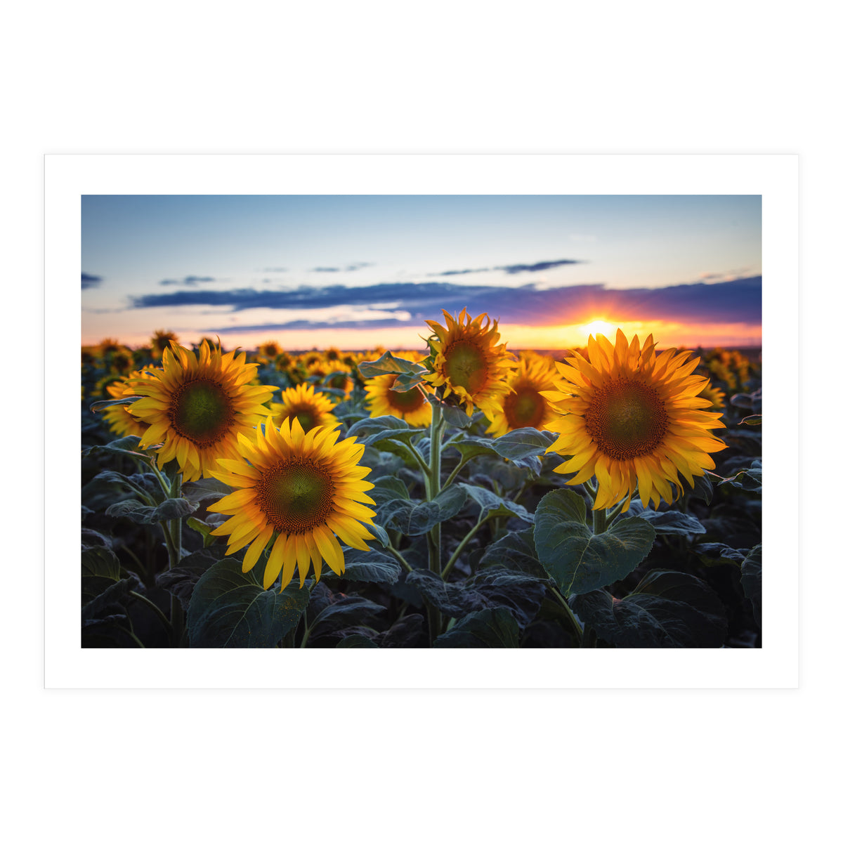 Sunflowers (Print Only)