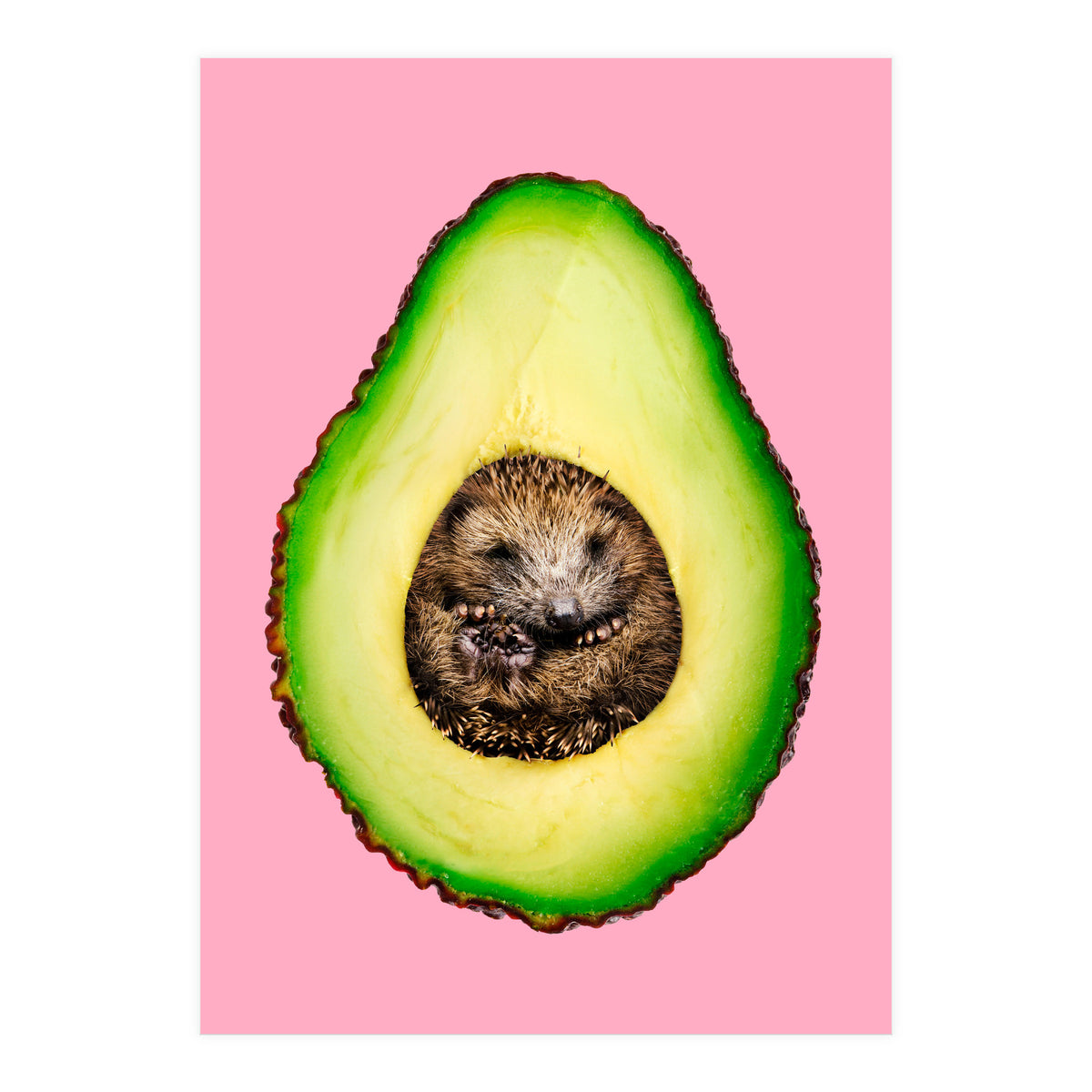 Hedgehocado (Print Only)