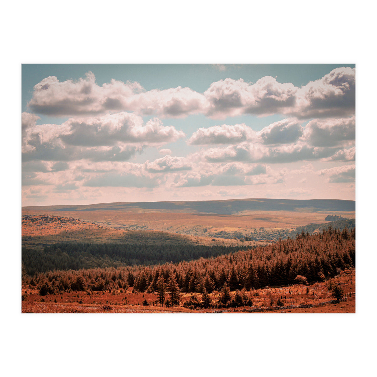 Dartmoor forest (Print Only)