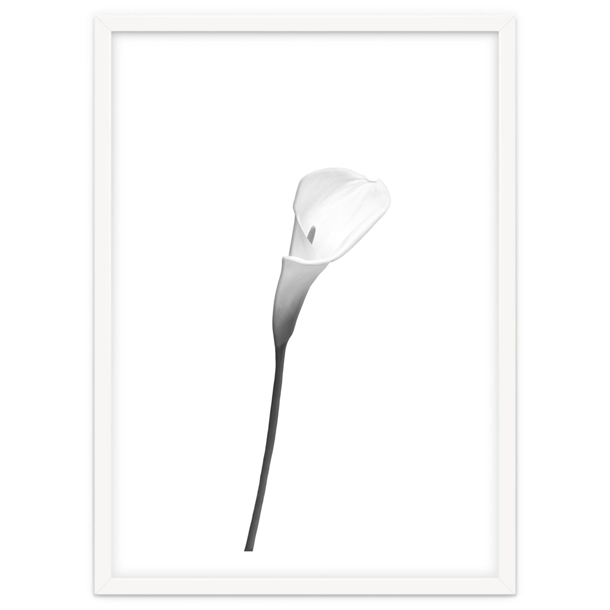 Calla | bright design