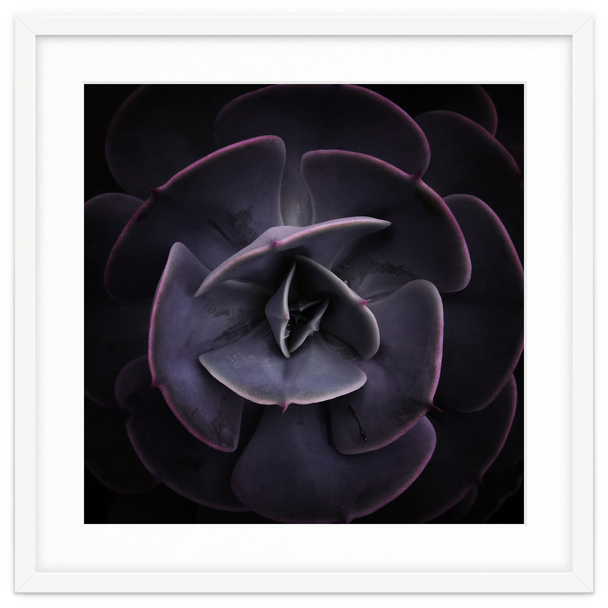 DARKSIDE OF SUCCULENTS VIII