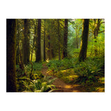 Old Growth Forest (Print Only) thumbnail