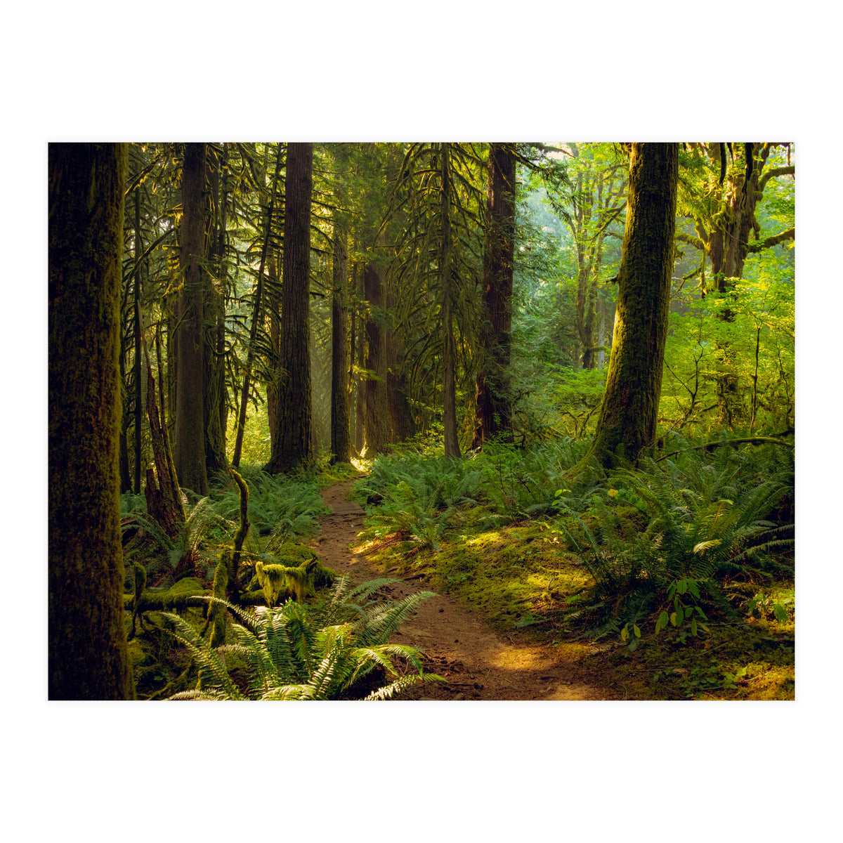 Old Growth Forest (Print Only)