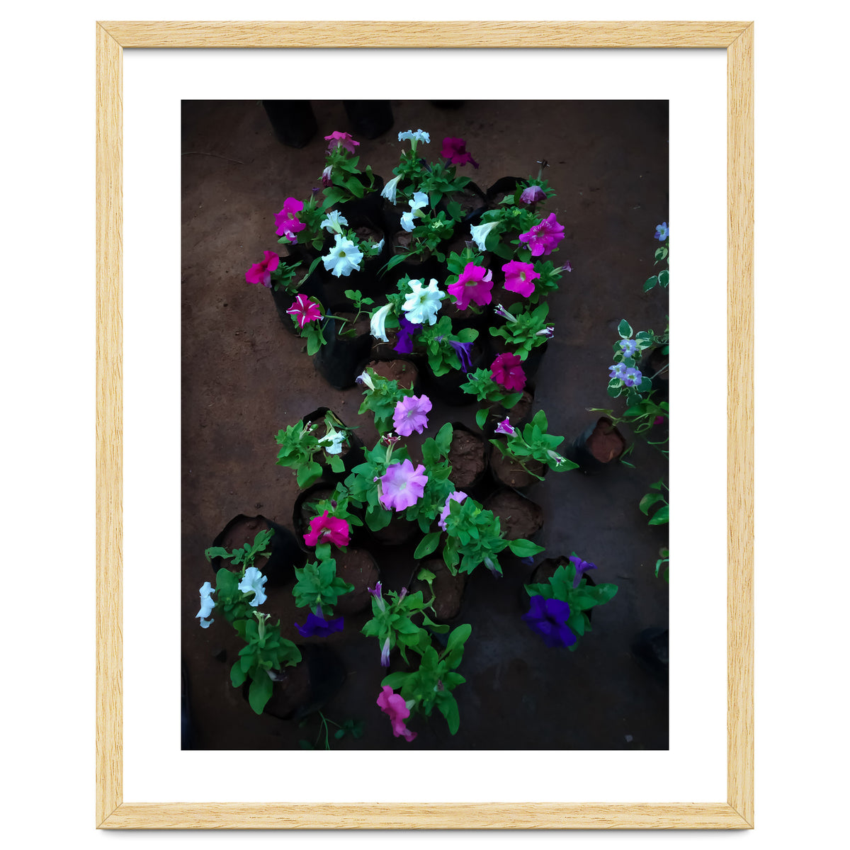 Beautiful Flower Garden