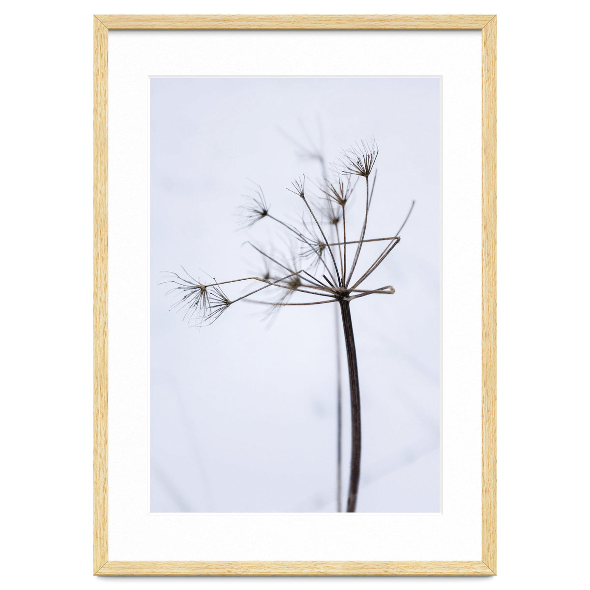 Wildflower in Winter