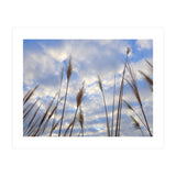 Autumn Grass (Print Only) thumbnail