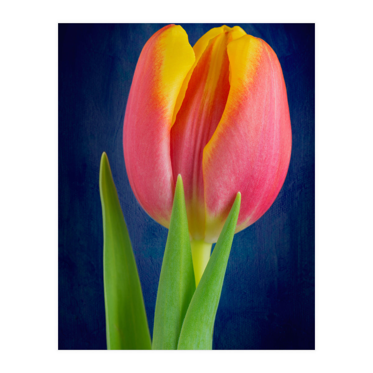 Tulip (Print Only)