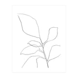 Six Leaf Plant (Print Only) thumbnail