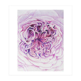 A Rose Is A Rose Std (Print Only) thumbnail