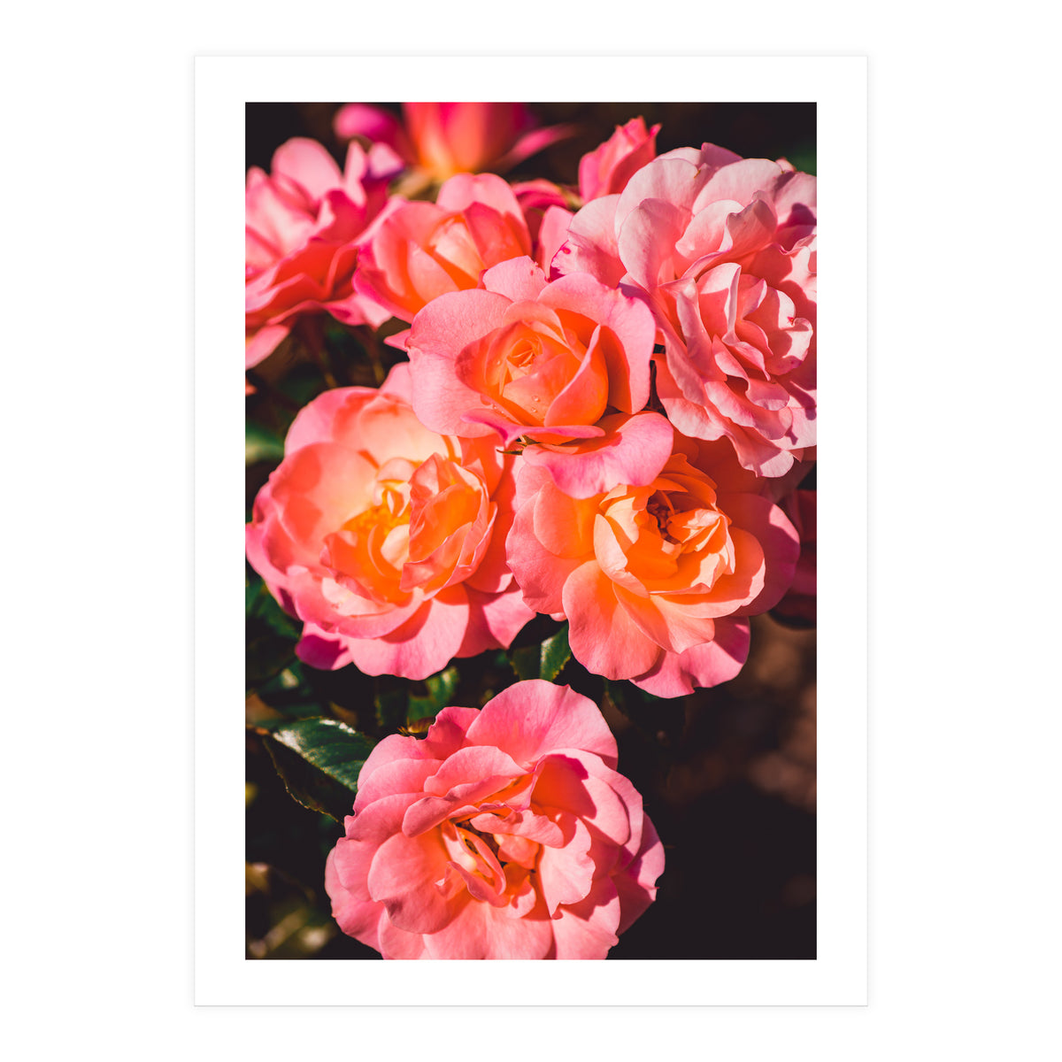 Rose  (Print Only)