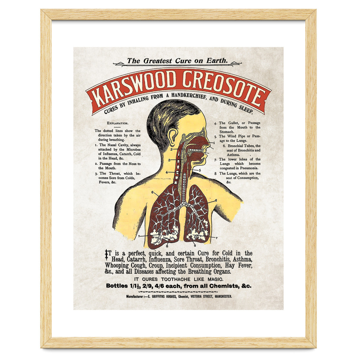 anatomy digestive system poster