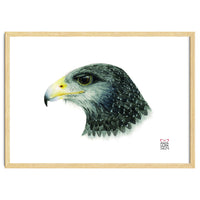 Black-chested buzzard-eagle