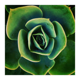 DARKSIDE OF SUCCULENTS XIII (Print Only) thumbnail
