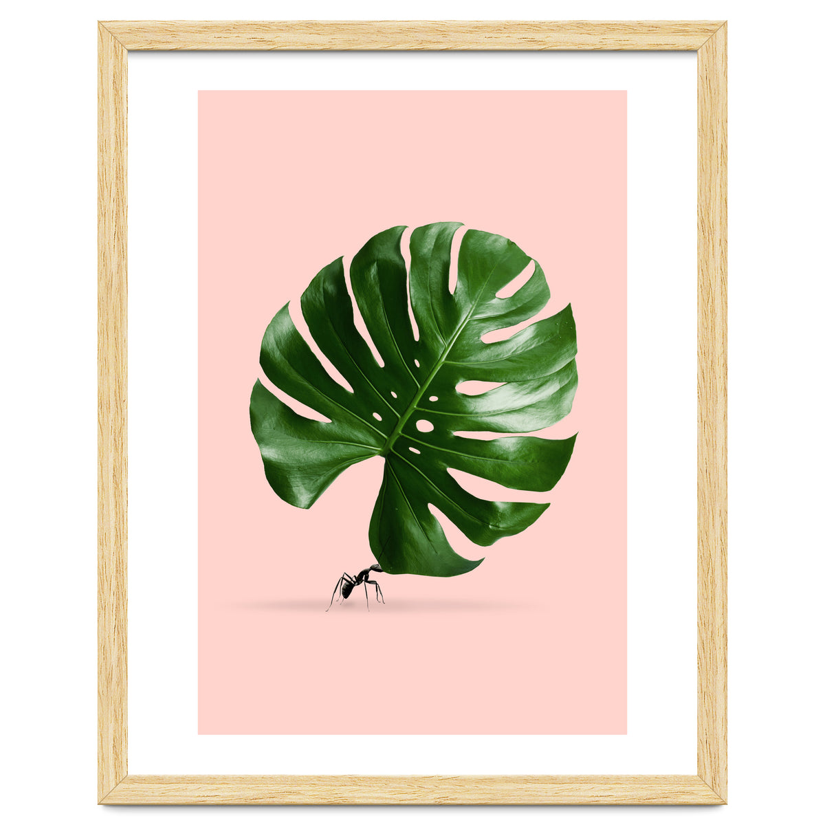 Monstera Ant