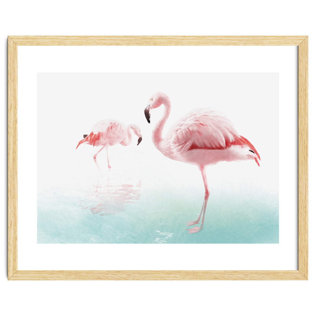 Flamingos