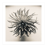 Dahlia (Print Only) thumbnail