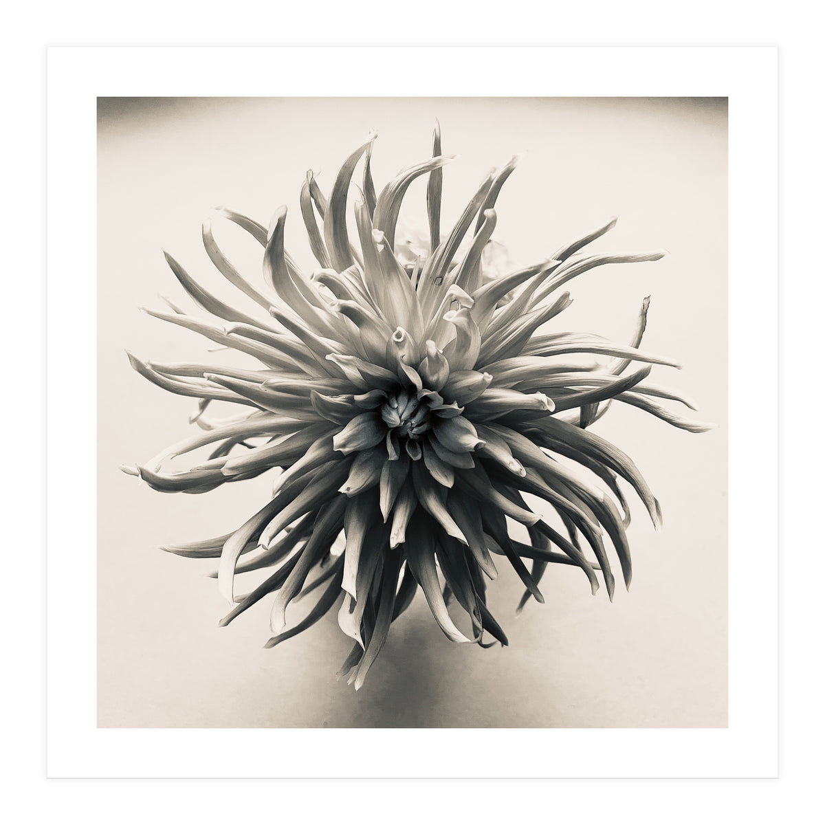 Dahlia (Print Only)