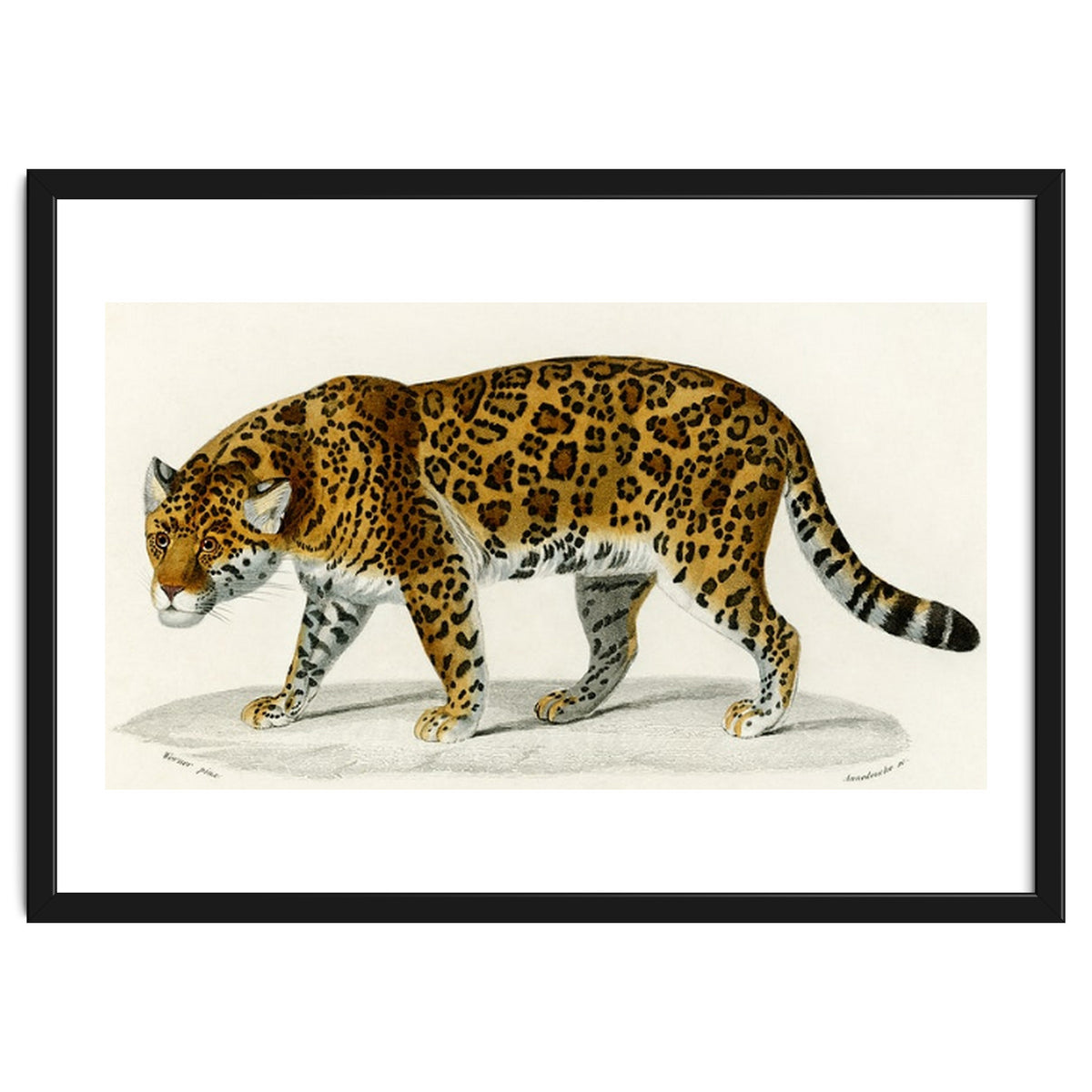 Jaguar (Panthera Onca) illustrated