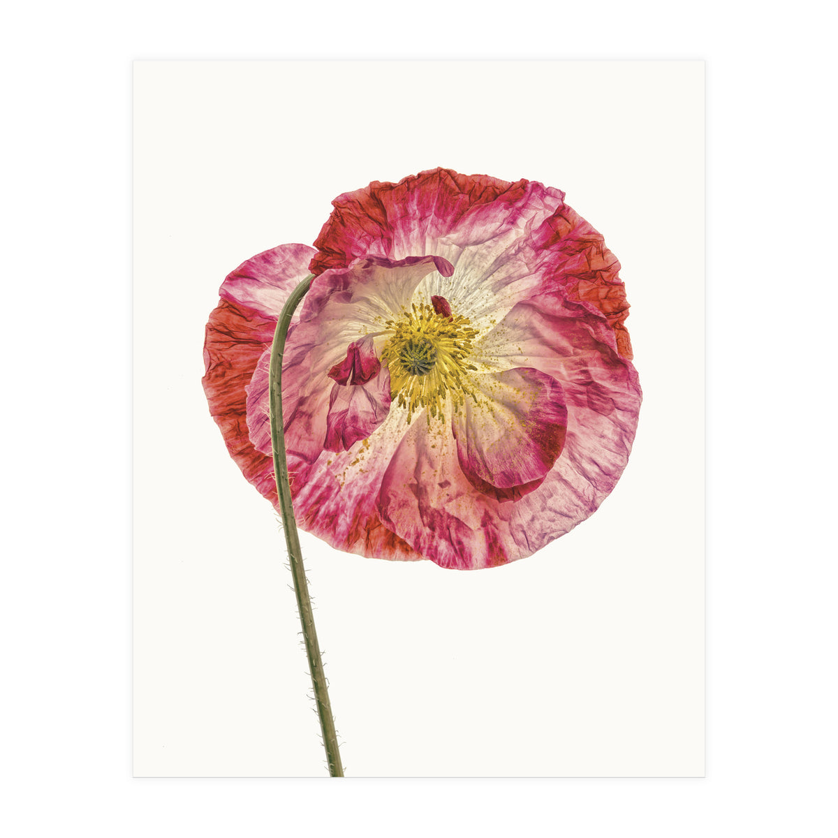 Cc Poppy 04 (Print Only)