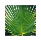 palm leaf (Print Only) thumbnail