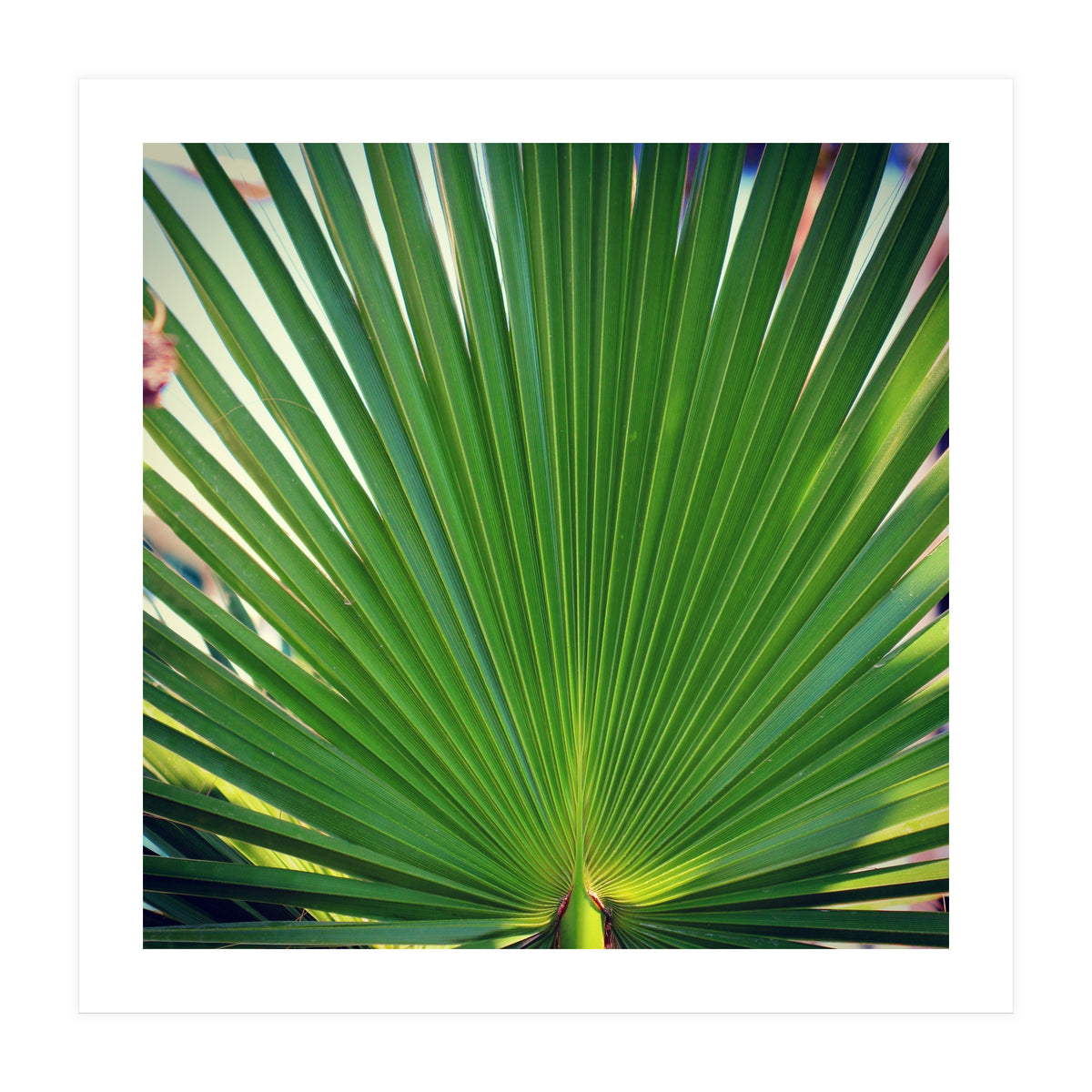 palm leaf (Print Only)