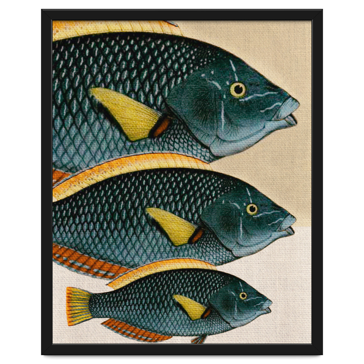 Fish Classic Designs 10