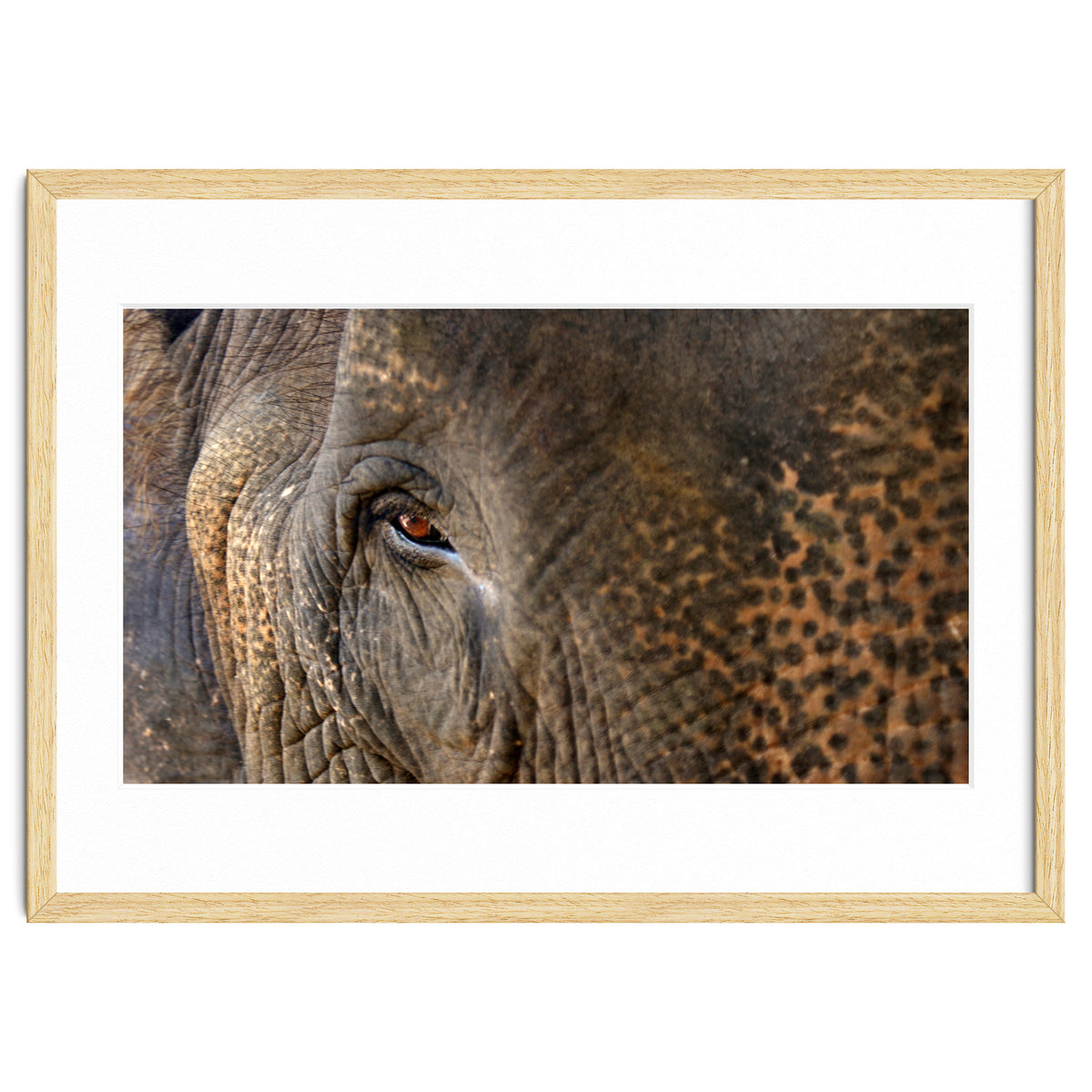 Face To Face - Elephant eye