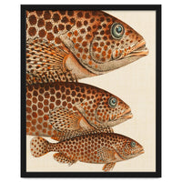 Fish Classic Designs 6