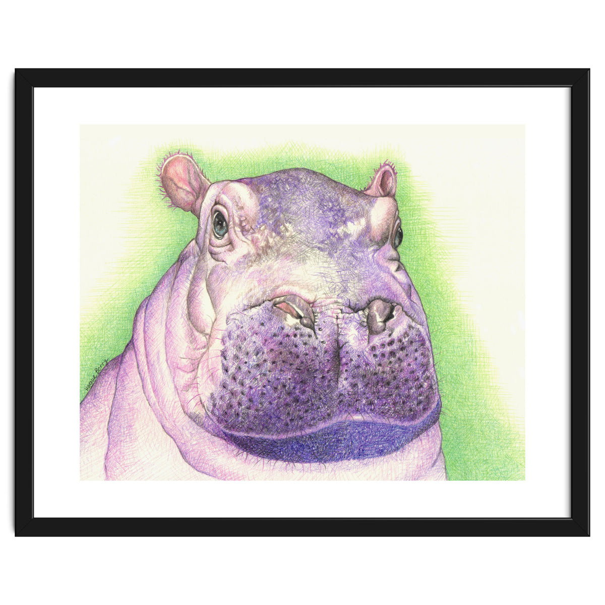 Purple Hippo