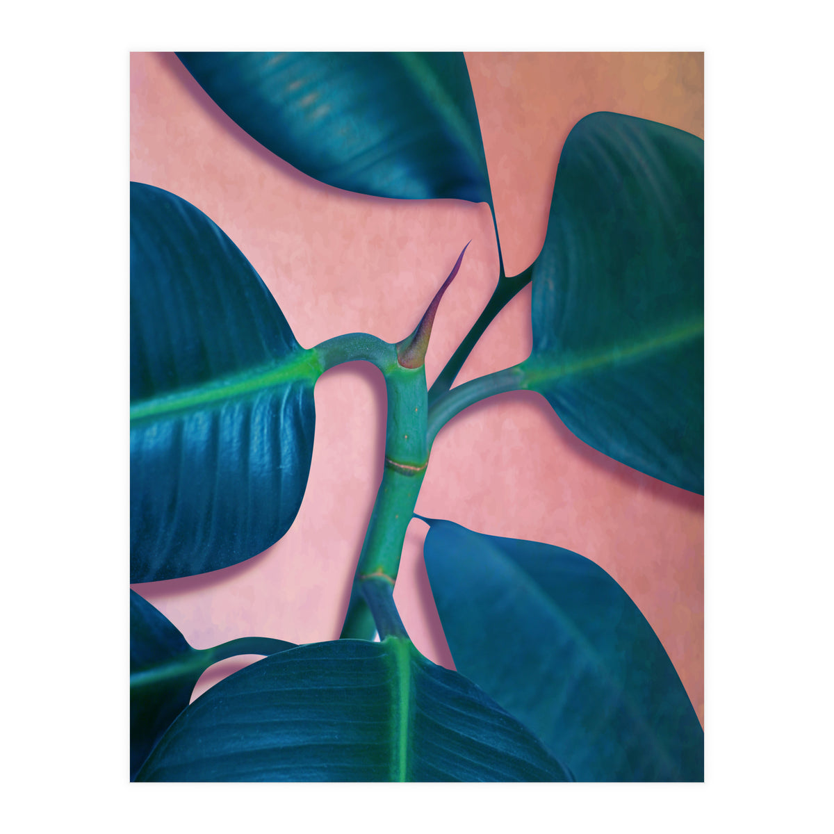 Ficus Elastica (Print Only)