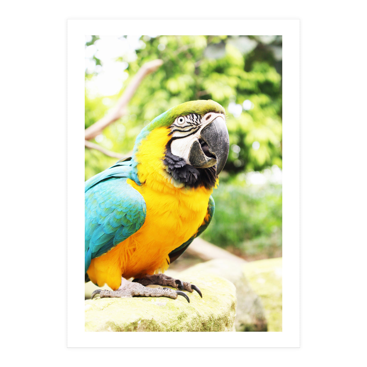 Parrot (Print Only)
