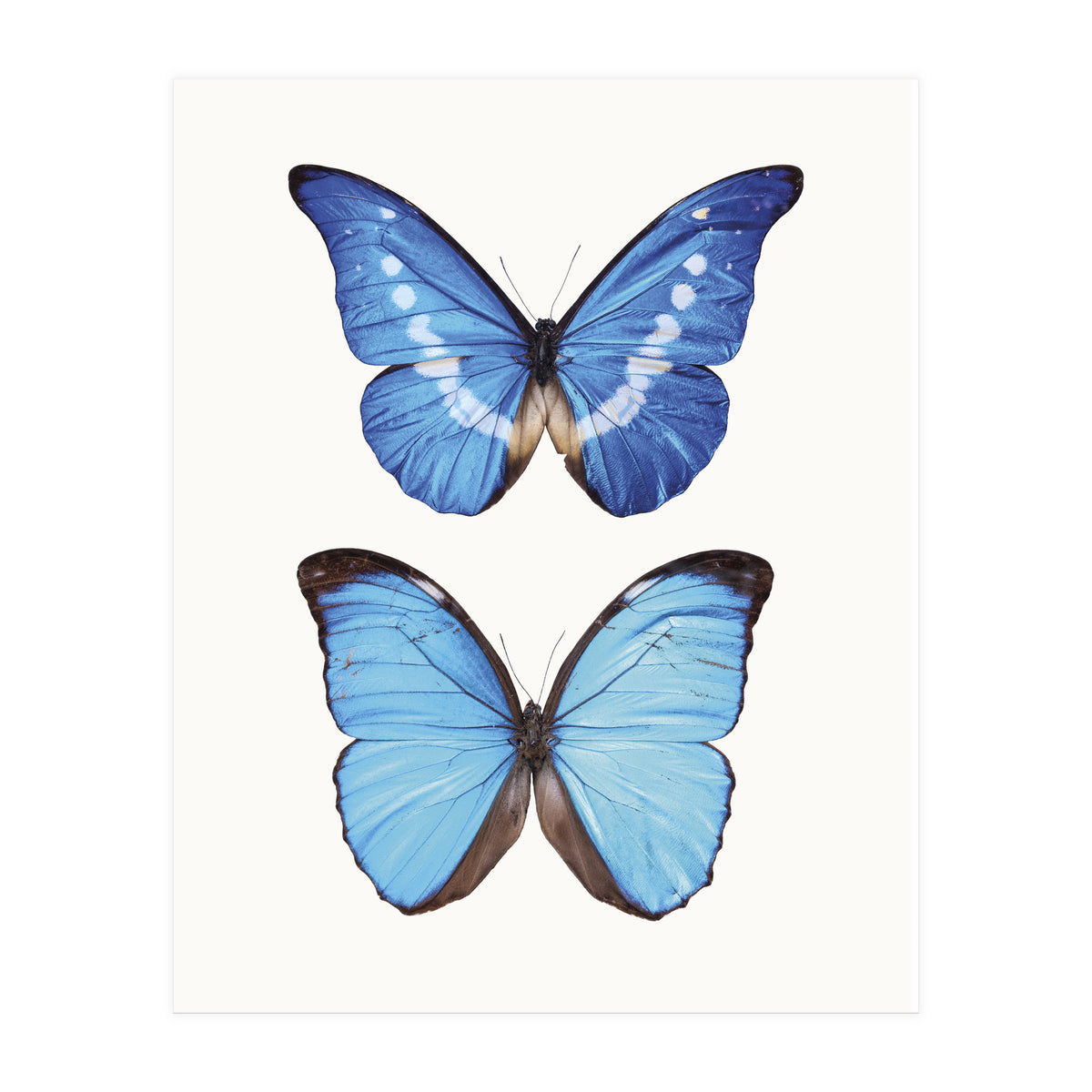 Cc Butterflies 05 (Print Only)