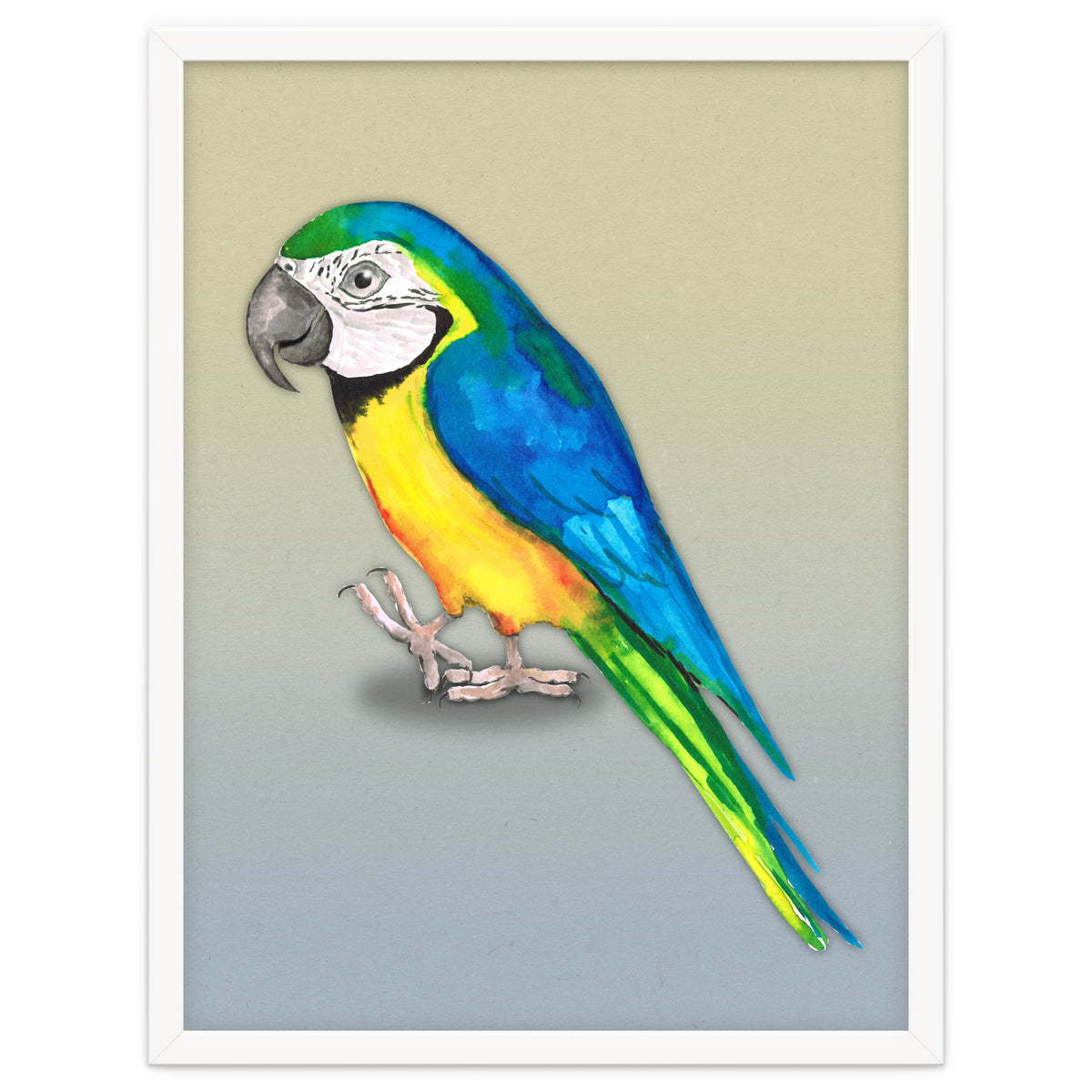 Blue and yellow macaw