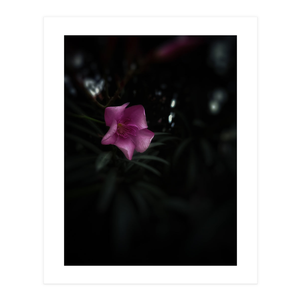 Pinky Flora (Print Only)