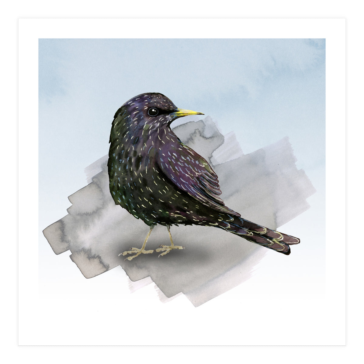 A watercolor drawing of a starling (Print Only)