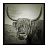 Elgol Cow (Print Only) thumbnail