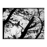 Black raven (Print Only) thumbnail