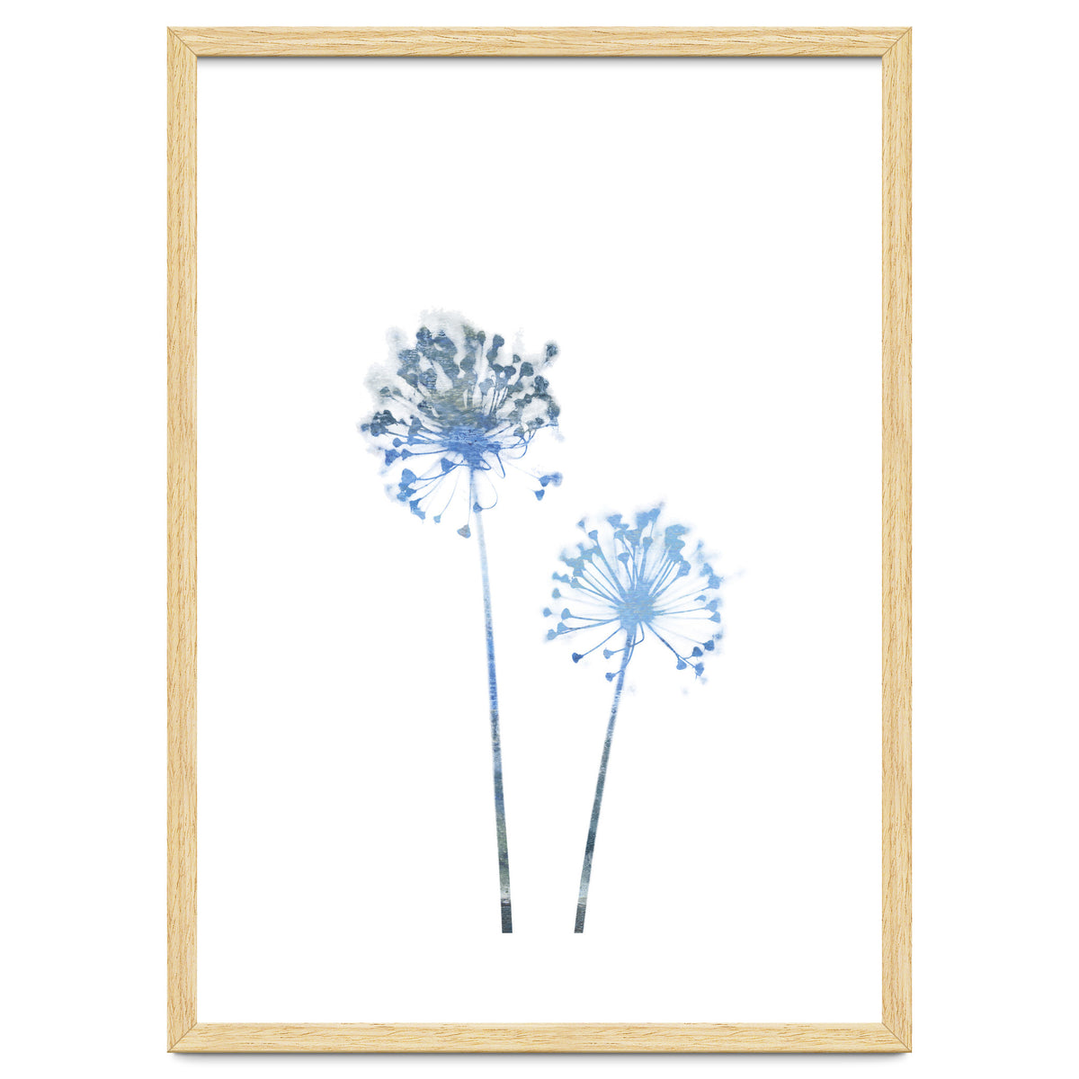 Blue Dandelion