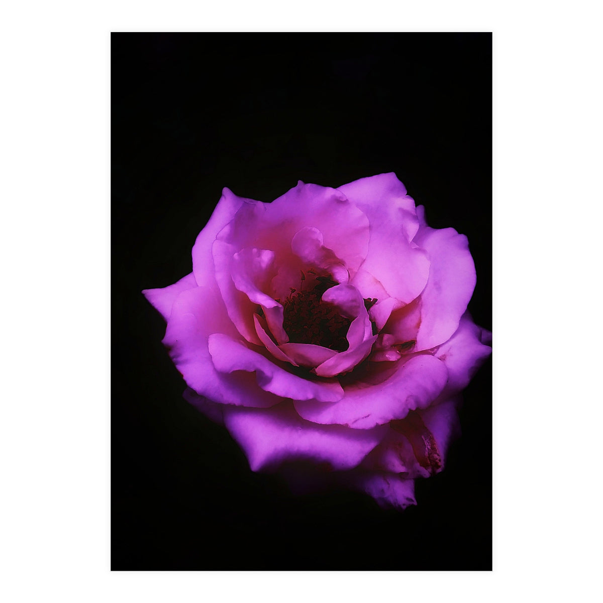 Closeup Pink Rose (Print Only)