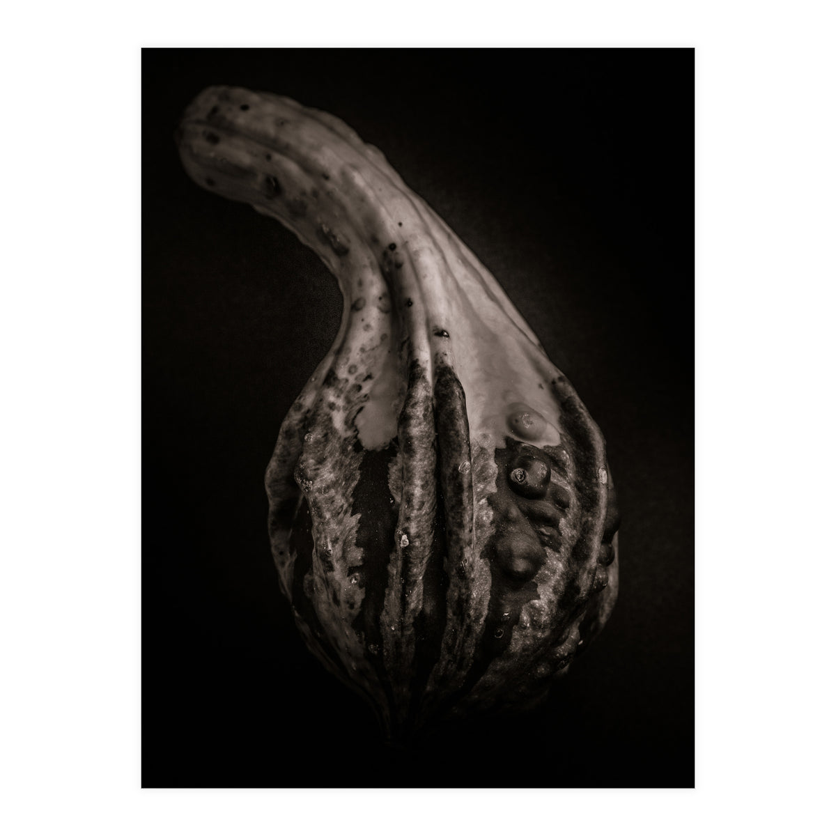 Gourds No 2 (Print Only)