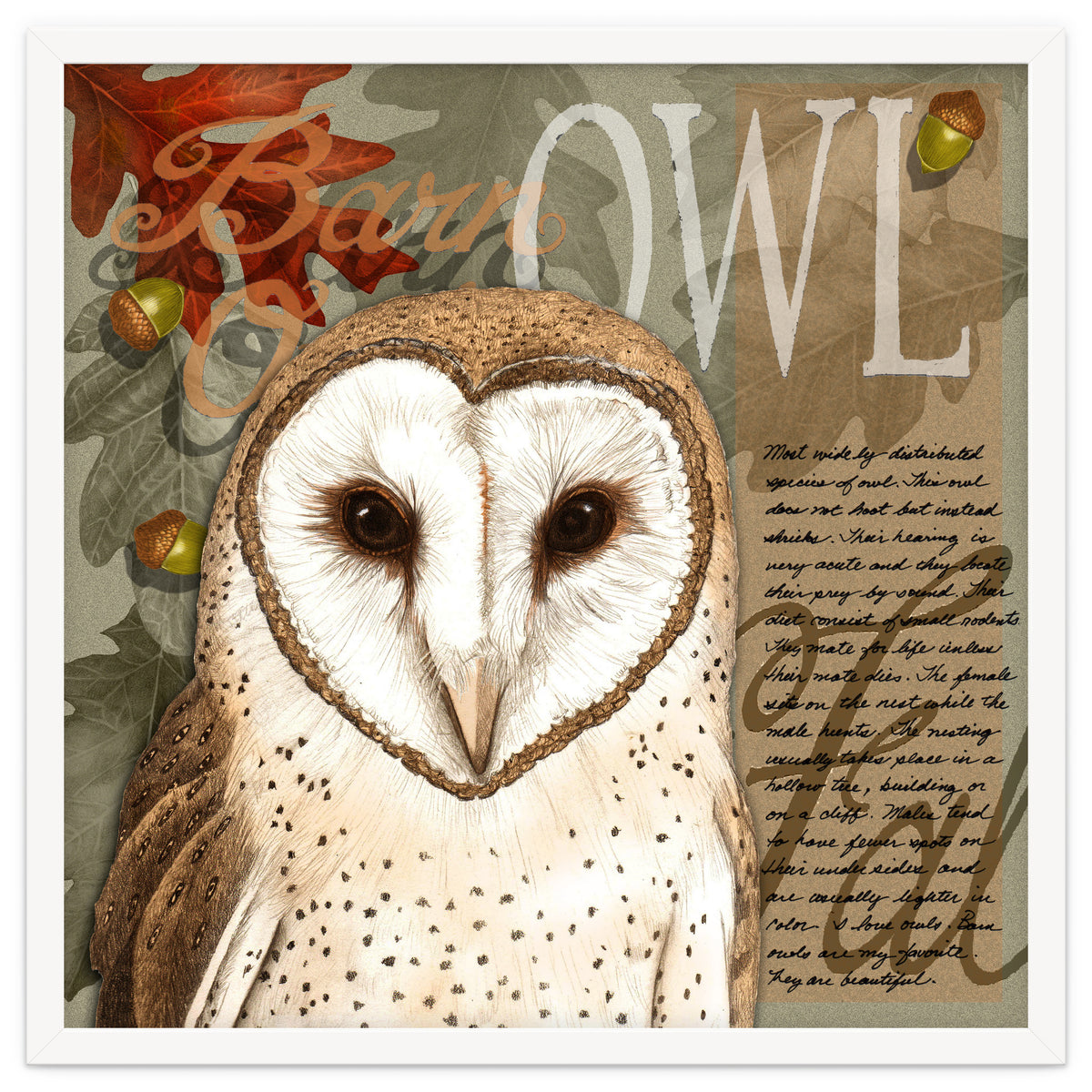 Barn Owl