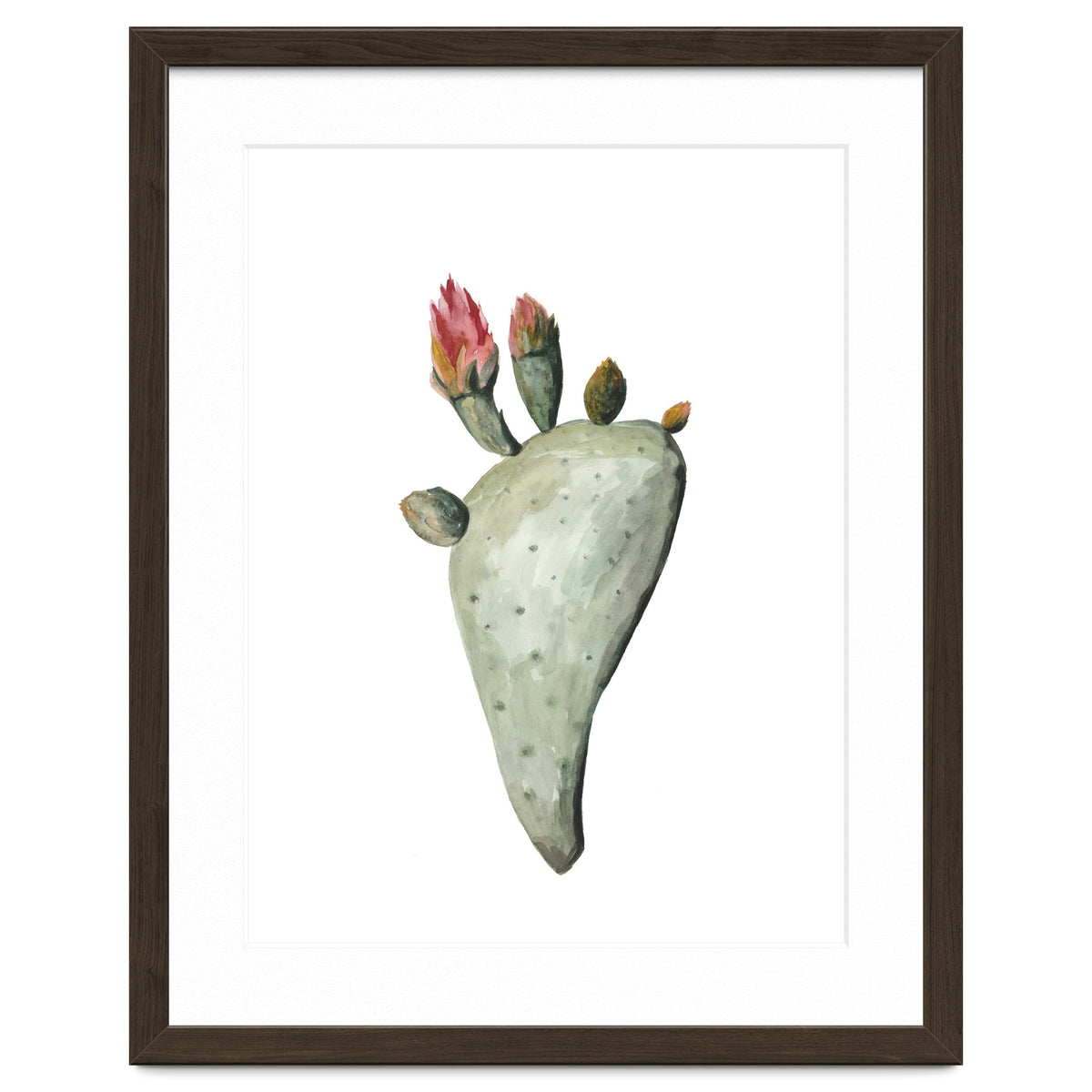 Botanical Illustration Cactus Flowers