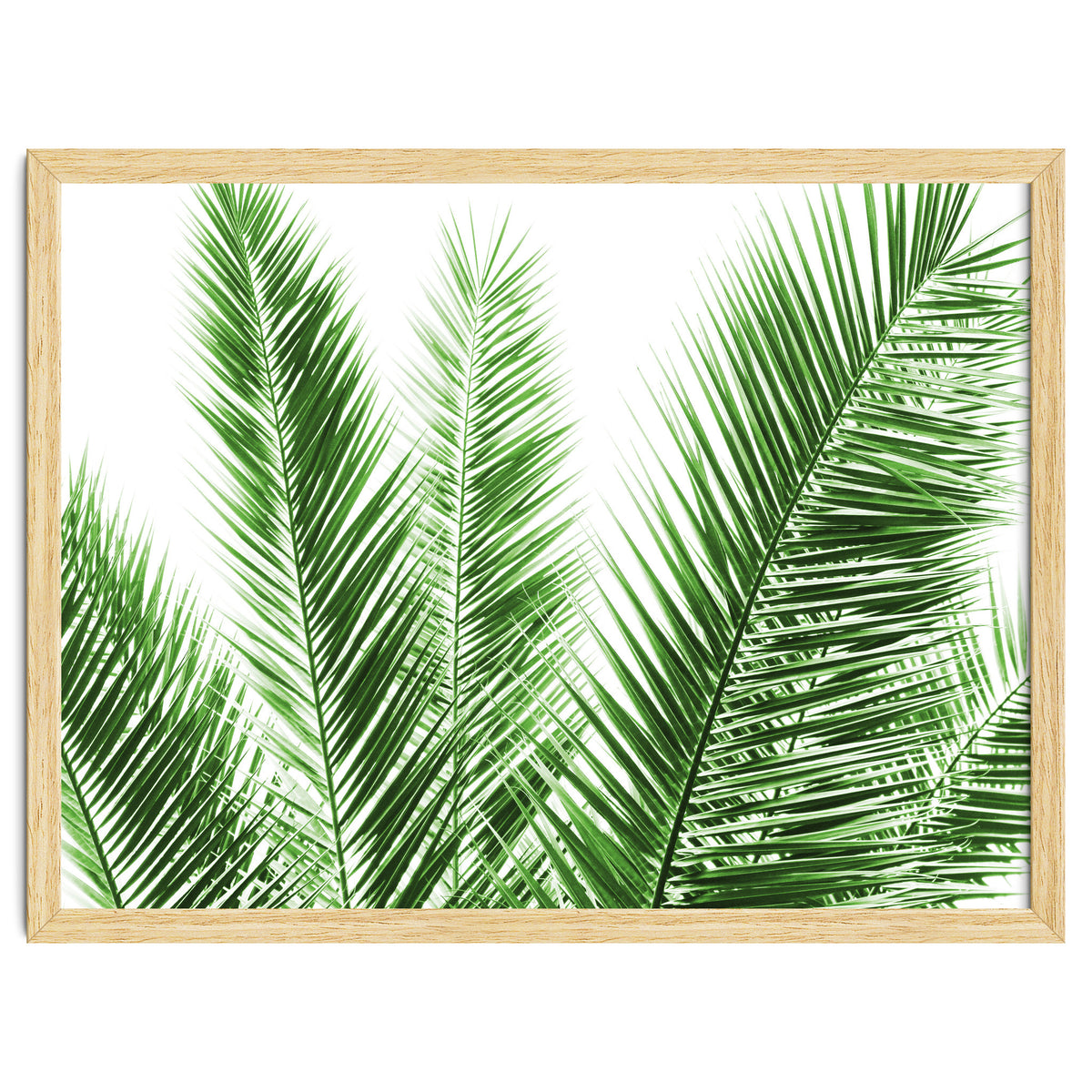 Palm Leaves