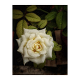 Beautiful Garden White Rose (Print Only) thumbnail