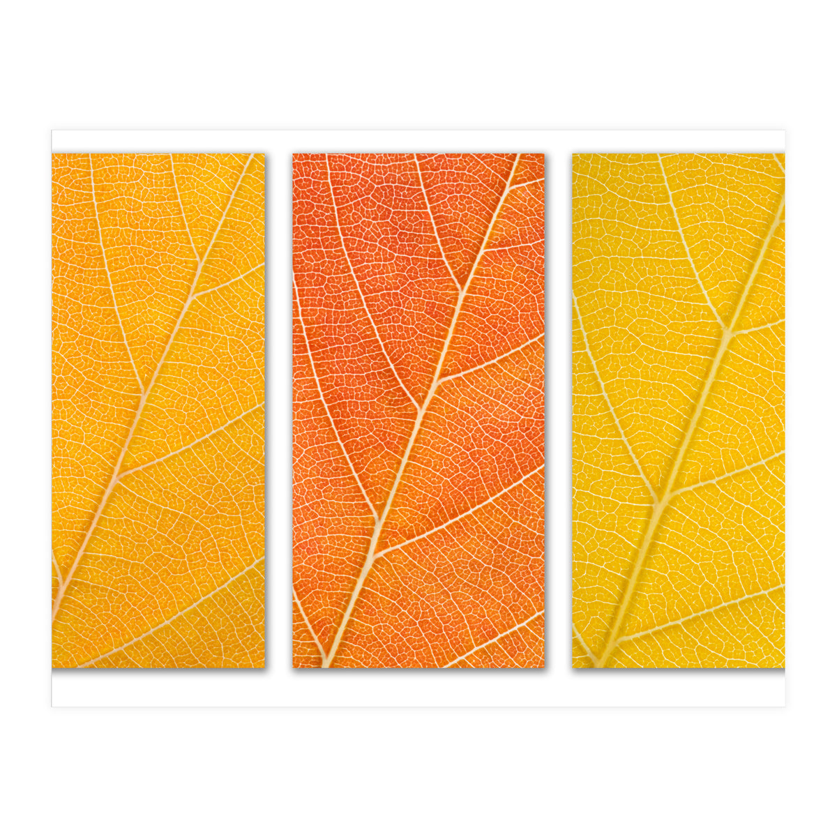 Autumn Leaves (Print Only)