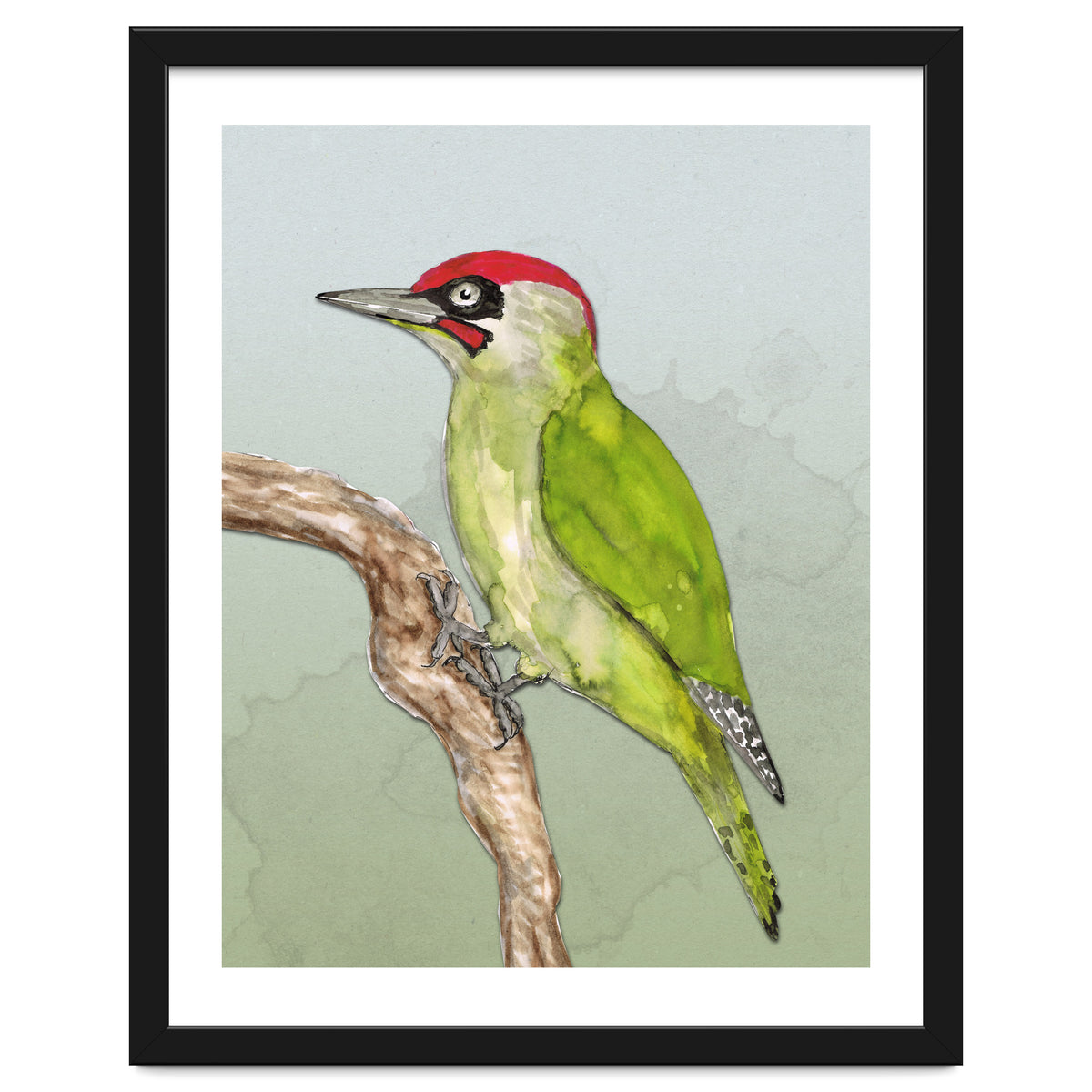 Green woodpecker