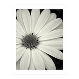 Simplicity  (Print Only) thumbnail